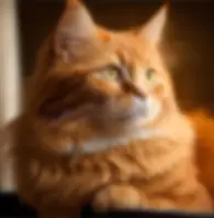 Kedi Veterineri bul